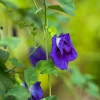 Butterfly Pea (Clitoria Ternatea) -Plant Care Shop ButterflyPea Clitoriaternatea sowexotic 2