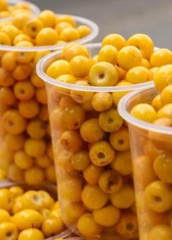 Nance (Byrsonima Crassifolia) -Plant Care Shop Byrsonima crassifolia nance fruit