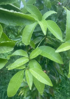 Gin Berry, Ginberry (Glycosmis Pentaphylla) -Plant Care Shop C99E6CD5 7E9D 4A38 8DFC 637FAC516D3D