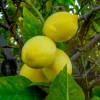 Harvey Lemon (Citrus × Pyriformis) -Plant Care Shop CCD82B0B C9A5 4192 9D82 B57A8820FD38