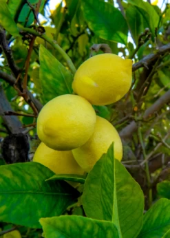 Harvey Lemon (Citrus × Pyriformis)