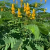 Candle Bush, King Of The Jungle (Senna Alata, Cassia Alata) -Plant Care Shop CandleBushProductPhoto2