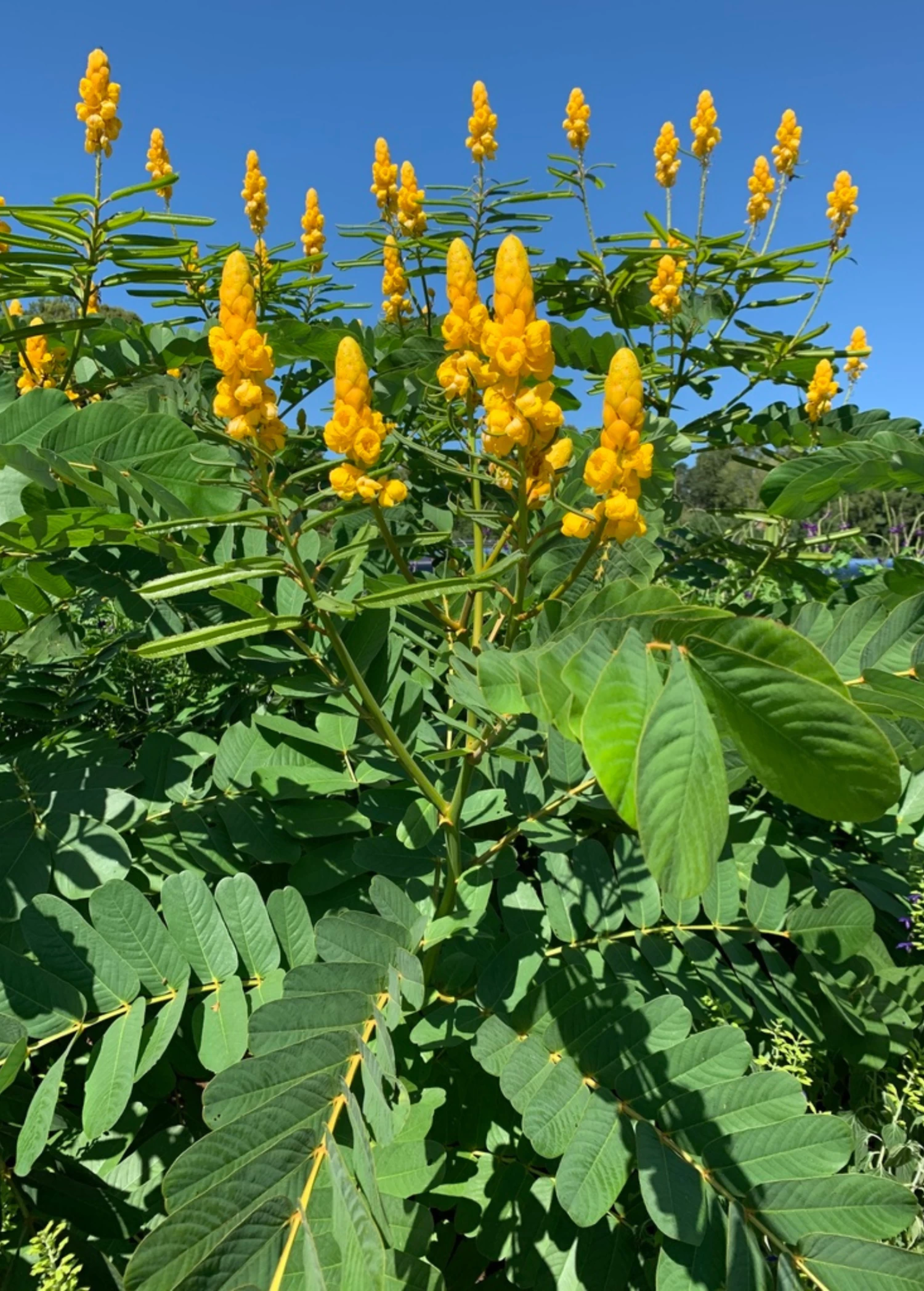 Candle Bush, King Of The Jungle (Senna Alata, Cassia Alata) 3 Candle Bush, King Of The Jungle (Senna Alata, Cassia Alata)