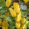 Star Fruit 'Fwang Tung' (Averrhoa Carambola) -Plant Care Shop Carambola fruit Thailand eb2ce446 8b1b 496b b899 92df235ca101