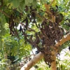 Carob (Ceratonia Siliqua) 1 Carob (Ceratonia Siliqua) -Plant Care Shop CarobTreeforSaleSowExotic