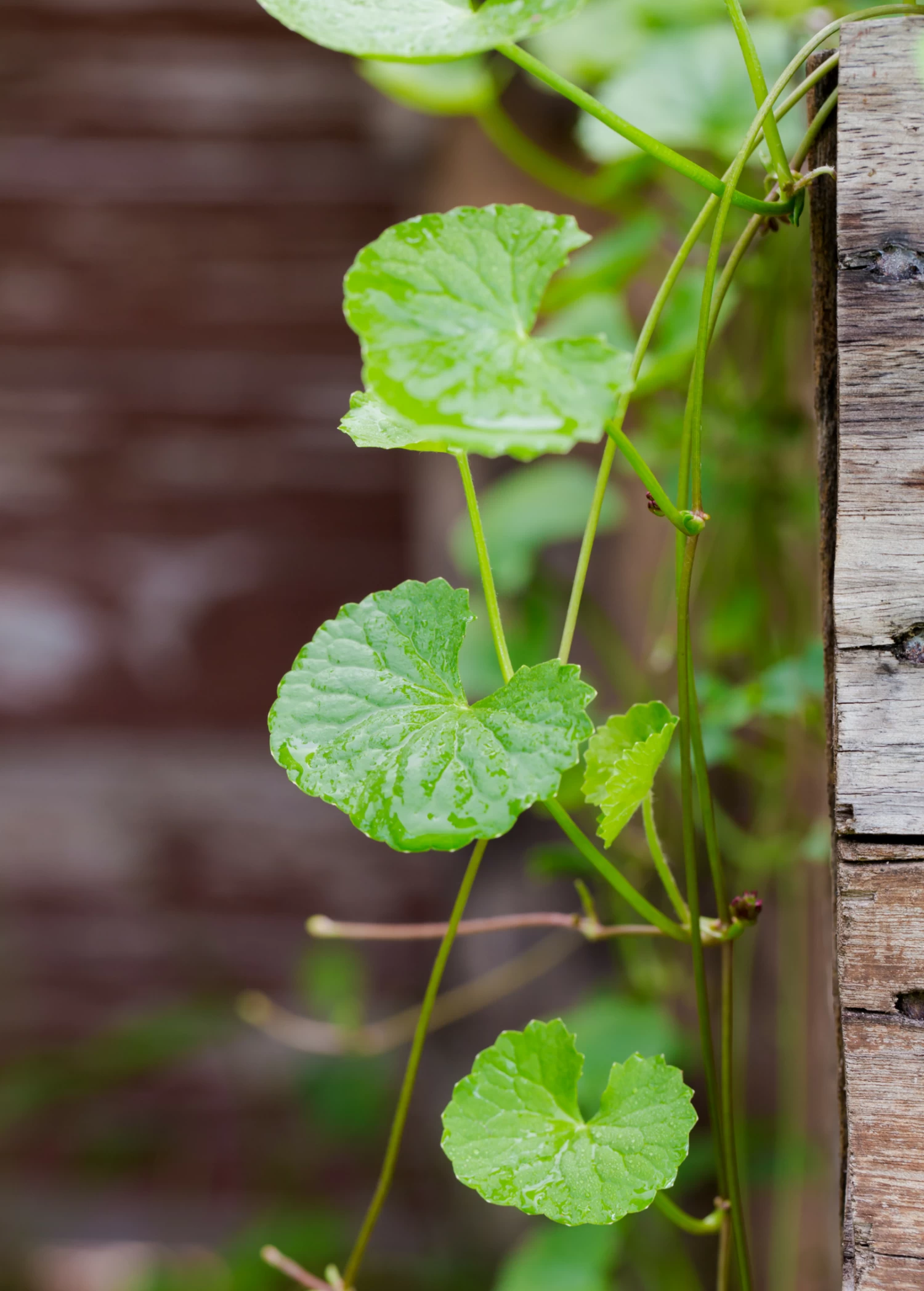 Gotu Kola (Centella Asiatica) 4 Gotu Kola (Centella Asiatica) - Image 2