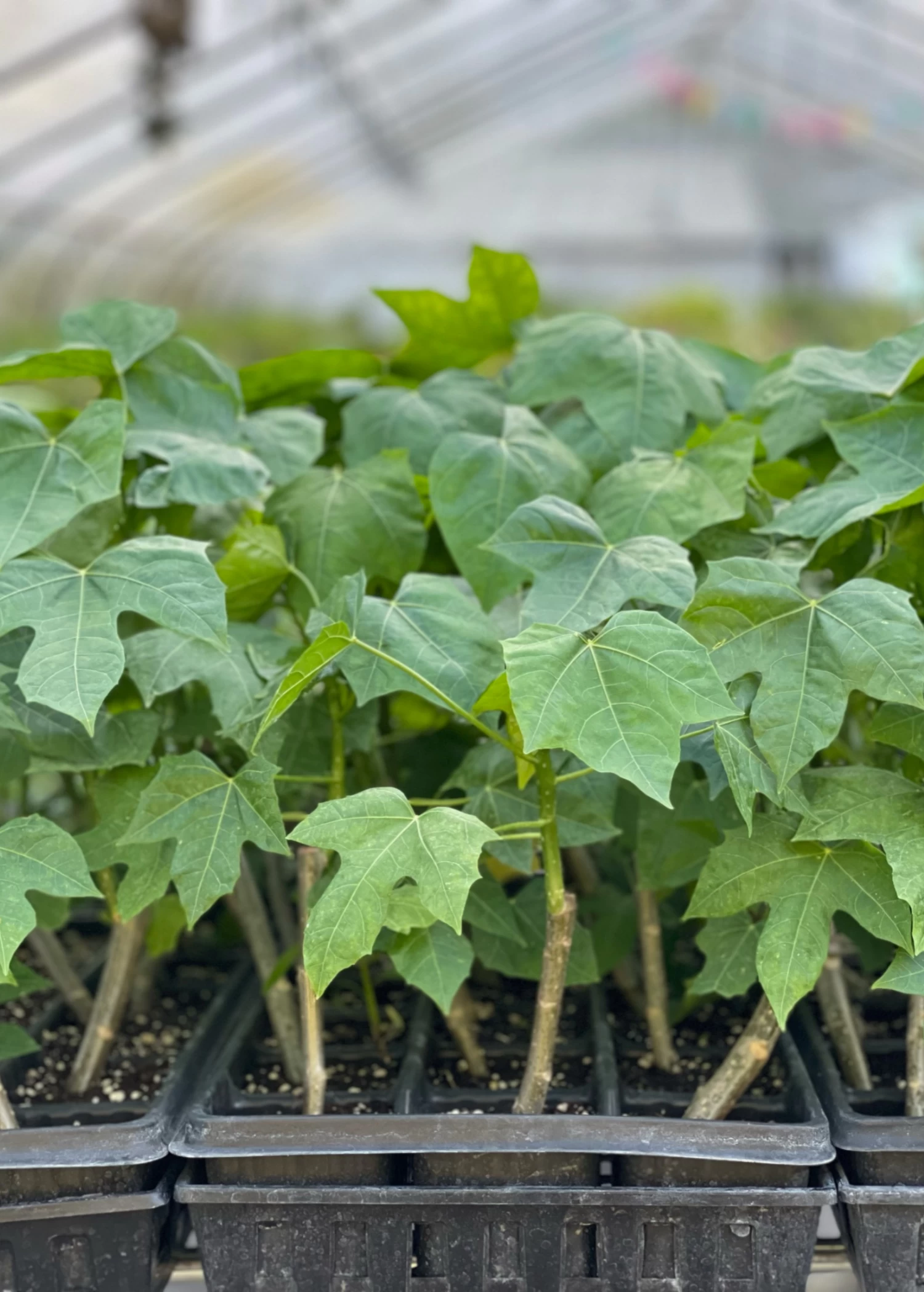Chaya, Mexican Tree Spinach (Cnidoscolus Aconitifolius) 3 Chaya, Mexican Tree Spinach (Cnidoscolus Aconitifolius)