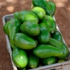 Avocado 'Choquette' (Persia Americana) -Plant Care Shop ChoquetteAvocadoSowExoticLiveGraftedAvocadoFruitTreeForSale