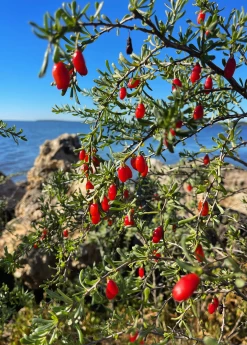 Christmasberry (Lycium Carolinianum) 15 Christmasberry (Lycium Carolinianum) -Plant Care Shop Christmasberry Lyciumcarolinianum liveplantsforsale SowExotic.com 1