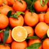Clementine (Citrus Reticulata 'Clementine') -Plant Care Shop ClemtentinesSowExotic