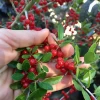 Yaupon Holly (Ilex Vomitoria) -Plant Care Shop DA04BDF1 1516 4DB1 83B9 A74F6CD20EFA