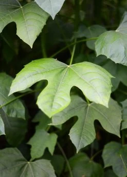 Chaya, Mexican Tree Spinach (Cnidoscolus Aconitifolius) 7 Chaya, Mexican Tree Spinach (Cnidoscolus Aconitifolius) -Plant Care Shop DSC 3691