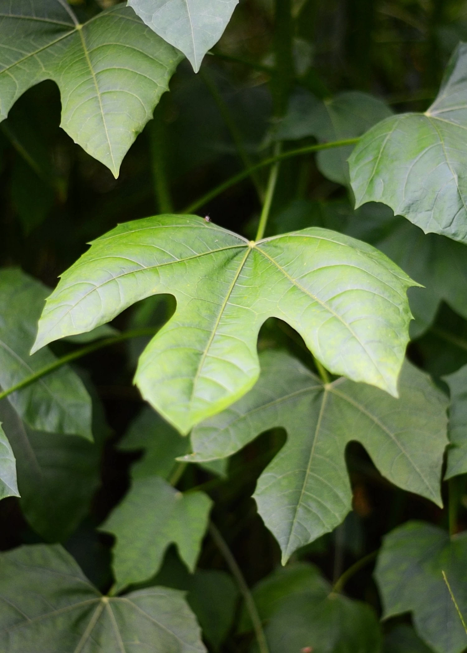 Chaya, Mexican Tree Spinach (Cnidoscolus Aconitifolius) 5 Chaya, Mexican Tree Spinach (Cnidoscolus Aconitifolius) - Image 3