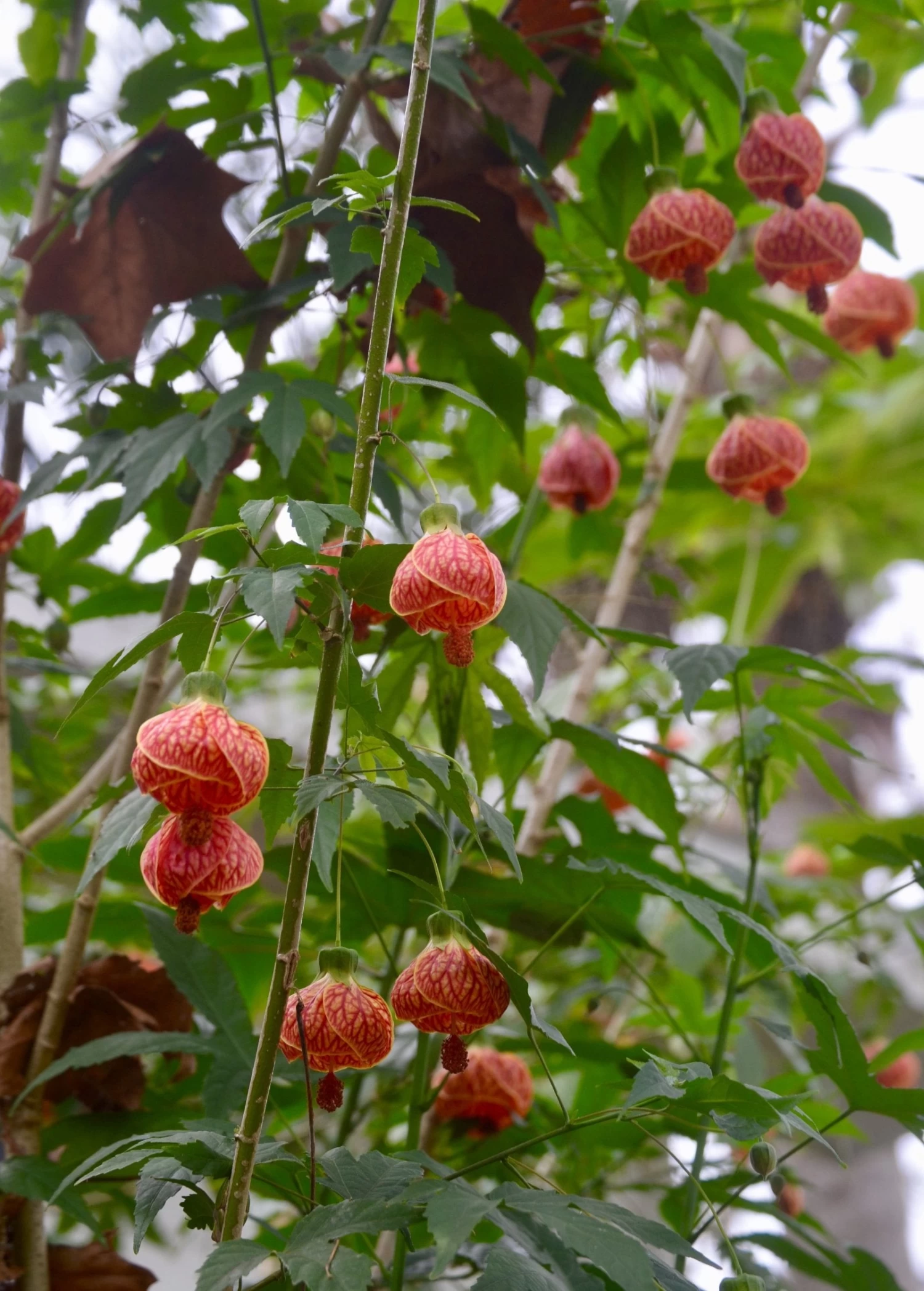 Flowering Maple (Abutilon Pictum) 4 Flowering Maple (Abutilon Pictum) - Image 2