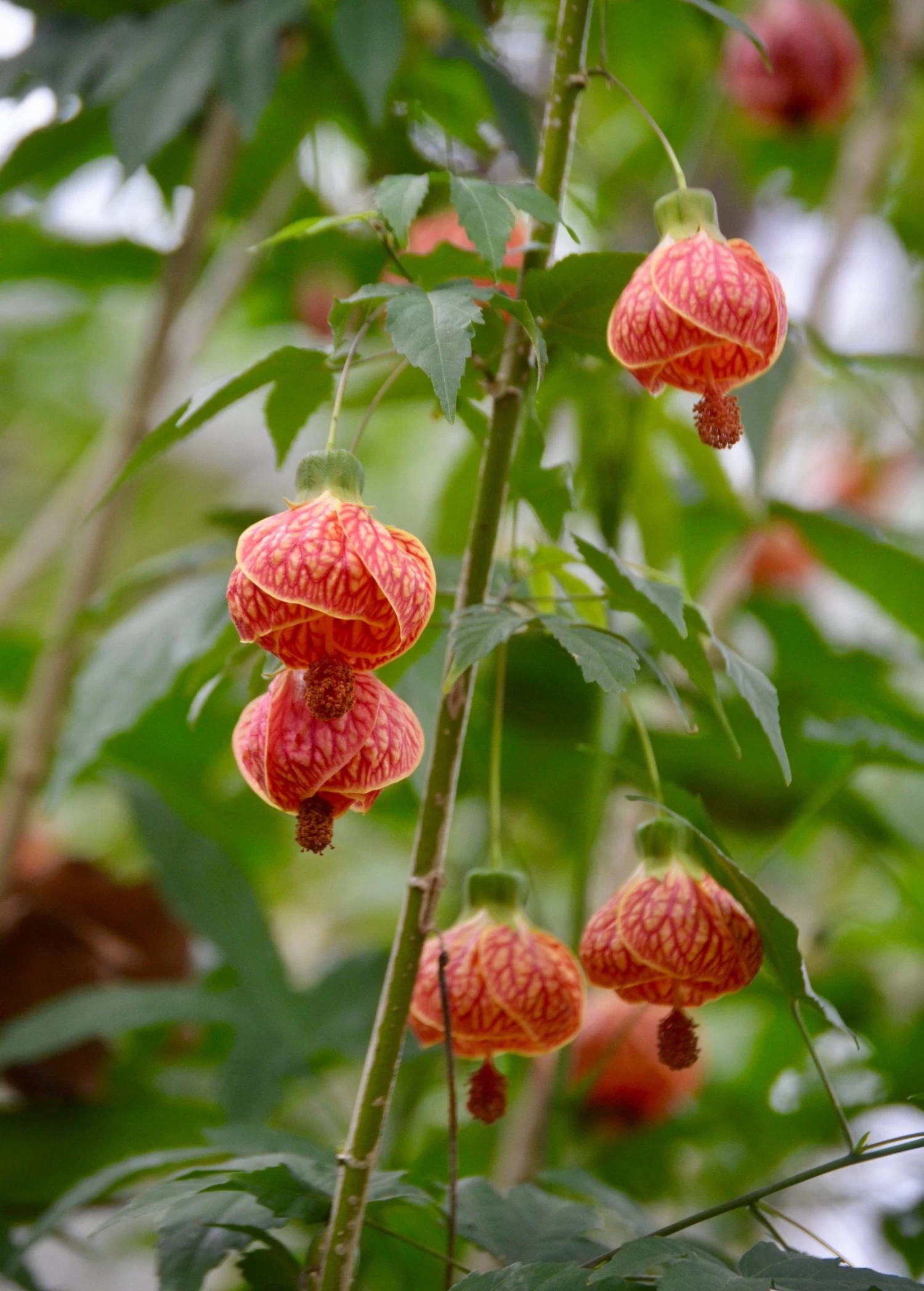 Flowering Maple (Abutilon Pictum) 3 Flowering Maple (Abutilon Pictum)