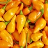 Datil Pepper (Capsicum Chinense) 2 Datil Pepper (Capsicum Chinense) -Plant Care Shop DatilPepperLivePlantSowExotic