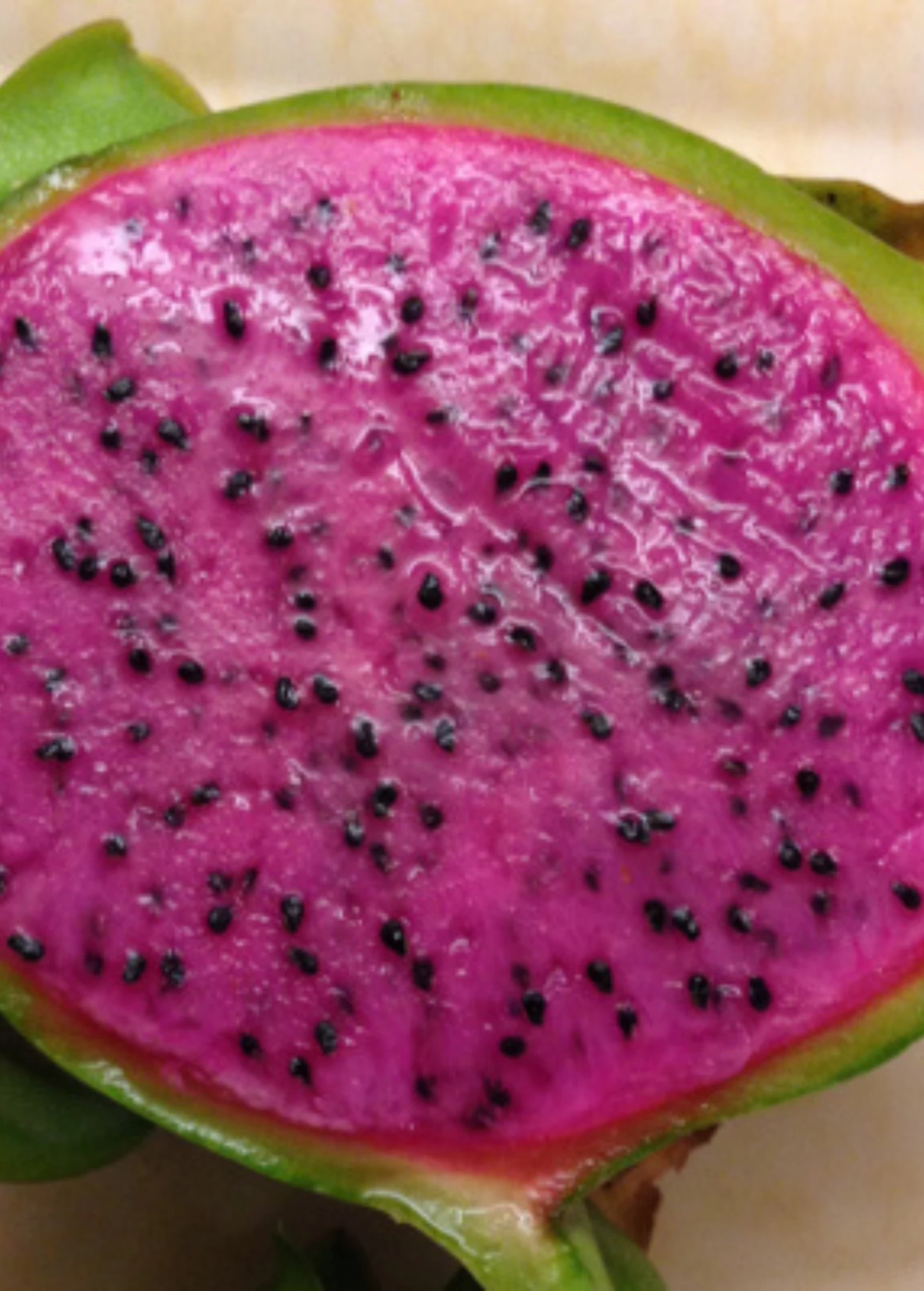 Dragon Fruit 'Edgar's Baby' (Hylocereus Stenopterus X Hylocereus Guatemalensis) 3 Dragon Fruit 'Edgar's Baby' (Hylocereus Stenopterus X Hylocereus Guatemalensis)