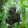 Elderberry, Florida Native (Sambucus Canadensis) -Plant Care Shop Elderberry fruit on elderflower plant