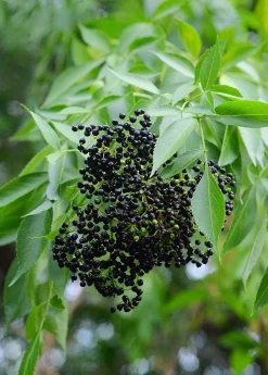 Elderberry, Florida Native (Sambucus Canadensis)