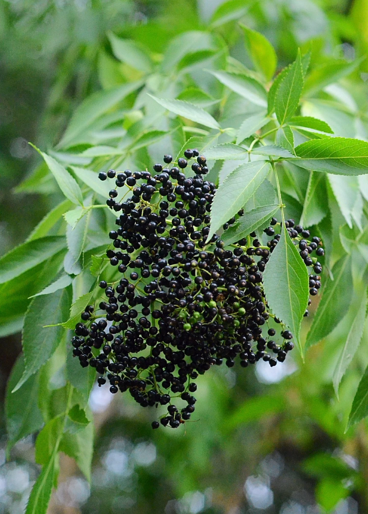 Elderberry, Florida Native (Sambucus Canadensis) 3 Elderberry, Florida Native (Sambucus Canadensis)