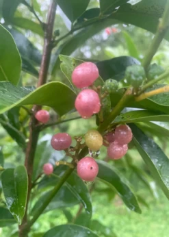 Gin Berry, Ginberry (Glycosmis Pentaphylla) -Plant Care Shop F8473651 E113 47E4 A0C0 B320B1E61BC9