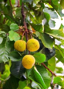 Santol (Sandoricum Koetjape) -Plant Care Shop Fresh santol on tree