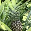 Pineapple 'White Jade' (Ananas Comosus) 1 Pineapple 'White Jade' (Ananas Comosus) -Plant Care Shop Fresh tropical pineapple