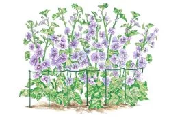 Curved Linking Stakes -Plant Care Shop GS35240 01S tif