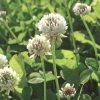 White Clover Seed, 1/2 Lb. 1 White Clover Seed, 1/2 Lb. -Plant Care Shop GS35957 01K