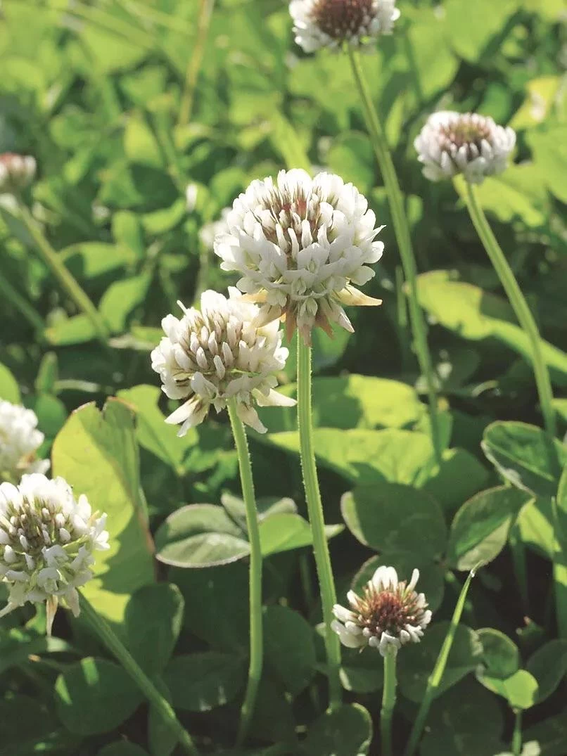 White Clover Seed, 1/2 Lb. 3 White Clover Seed, 1/2 Lb.