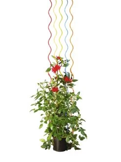 Rainbow Spiral Supports, Set Of 5 15 Rainbow Spiral Supports, Set Of 5 -Plant Care Shop GS36377 03S tif
