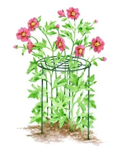 Grow Through Supports, Set Of 3 -Plant Care Shop GS40173 01S tif