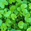 Gotu Kola (Centella Asiatica) 1 Gotu Kola (Centella Asiatica) -Plant Care Shop GotuKolaLivePlantForSaleSowExoticNursrey