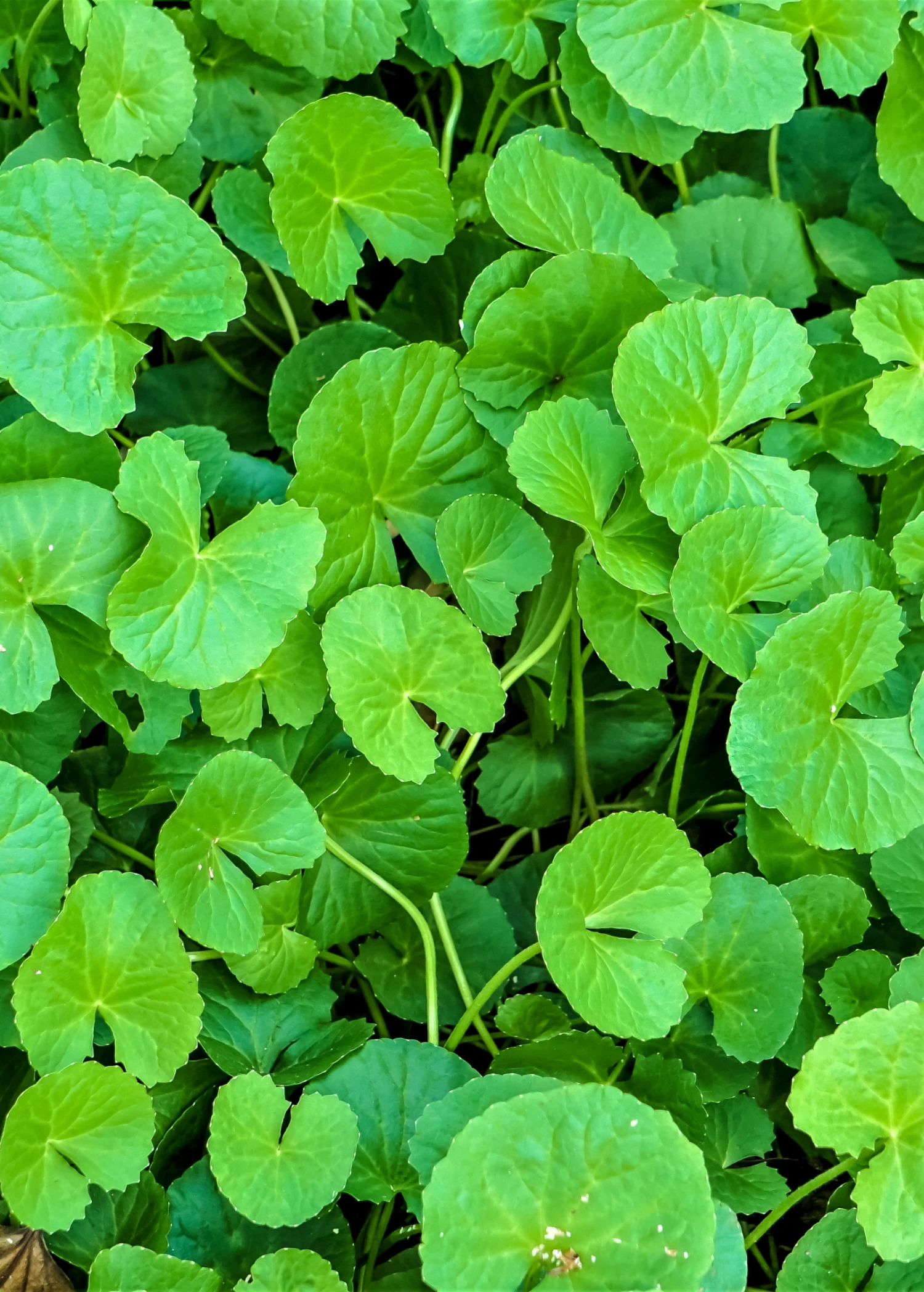 Gotu Kola (Centella Asiatica) 3 Gotu Kola (Centella Asiatica)