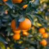 Hamlin Sweet Orange (Citrus X Sinensis ‘Hamlin’) 1 Hamlin Sweet Orange (Citrus X Sinensis ‘Hamlin’) -Plant Care Shop HamlinOrangeSowExotic