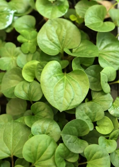Giâp Cá, Fish Mint (Houttuynia Cordata) -Plant Care Shop Houttuyniacordatafishmintplantforsalesowexotic