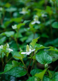 Giâp Cá, Fish Mint (Houttuynia Cordata) -Plant Care Shop Houttuyniacordatafishmintplantforsalesowexotic 1