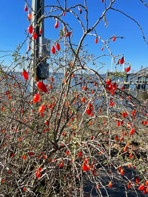 Christmasberry (Lycium Carolinianum) 10 Christmasberry (Lycium Carolinianum) - Image 8