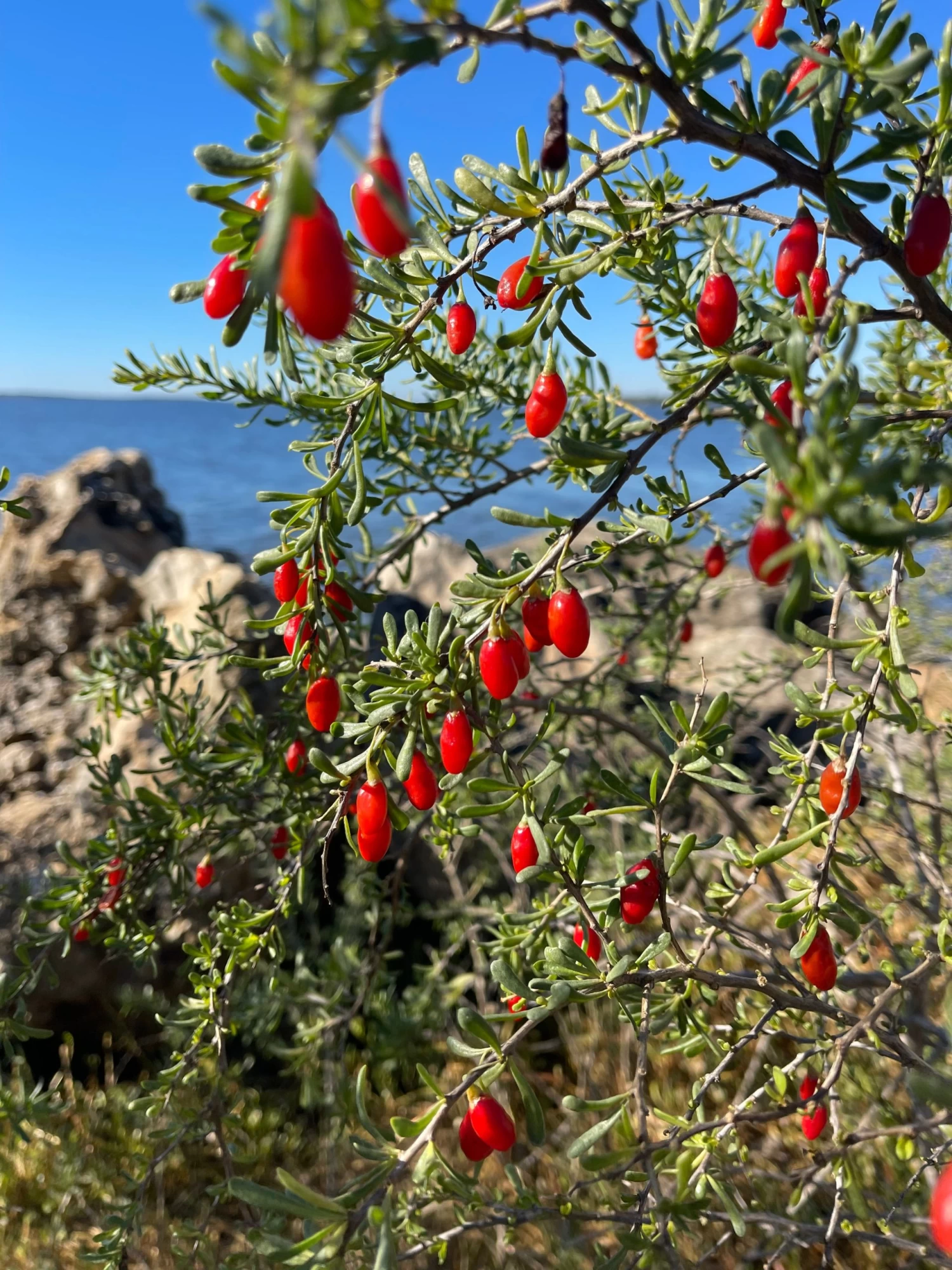 Christmasberry (Lycium Carolinianum) 8 Christmasberry (Lycium Carolinianum) - Image 6