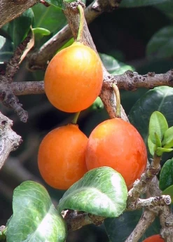 Imbe (Garcinia Livingstonei) -Plant Care Shop Imbe Garcinialivingstonei raretropicalfruittreesowexoticplantnursery