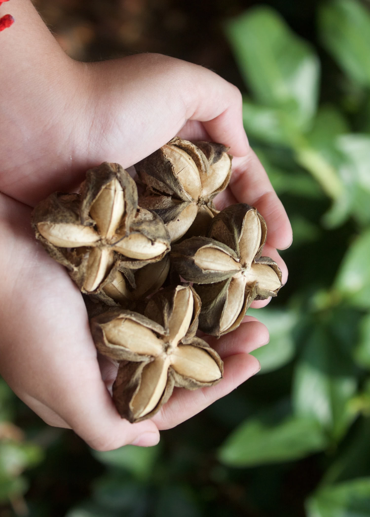 Inca Peanut (Plukenetia Volubilis) 3 Inca Peanut (Plukenetia Volubilis)