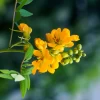 Jamaican Dandelion (Senna Occidentalis) -Plant Care Shop JamaicanDandelion