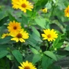 Jerusalem Artichoke (Helianthus Tubersosus) -Plant Care Shop Jerusalemartichokeplantforsalesowexoticnursery