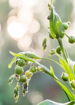 Job's Tears (Coix Lacryma-jobi) -Plant Care Shop Job s Tears Coix lacryma jobi