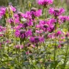 Bergamot, 'Sweet Leaf' (Monarda Fistulosa) -Plant Care Shop LemonandSweetBergamotHerbPlantsforSale SowExotic.com 3