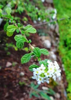 Jamaican Oregano (Lippia Micromera) -Plant Care Shop Lippia micromera flowers