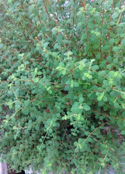 Jamaican Oregano (Lippia Micromera) -Plant Care Shop Lippia micromera shrub