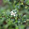 Jamaican Oregano (Lippia Micromera) -Plant Care Shop Lippia micromera shrub jamaican oregano closeup leaves and flowers