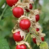 Litchi Tomato (Solanum Sisymbriifolium) -Plant Care Shop LitchiTomatoplantforsaleolanumsisymbriifoliumSowExotic