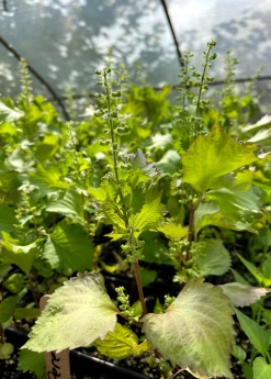 Korean Perilla (Perilla Frutescens) -Plant Care Shop LiveKoreanPerillaPlantSowExotic 1